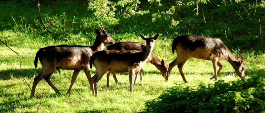 Black Fallow Deer, Levens Park Walk