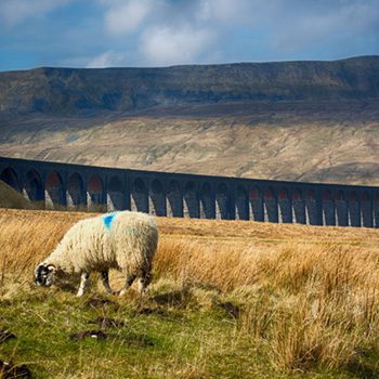 Sheep grazing in front of Ribblehead Viaduct, near Ingleton, Yorkshire Dales